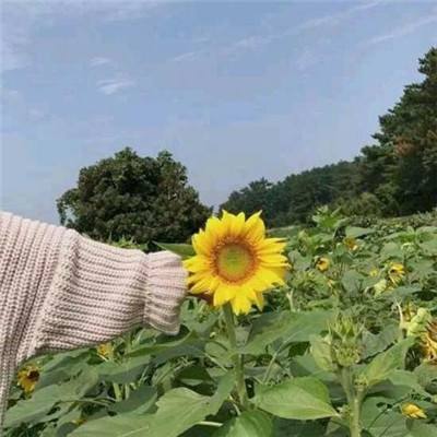 战火号角游戏下载
