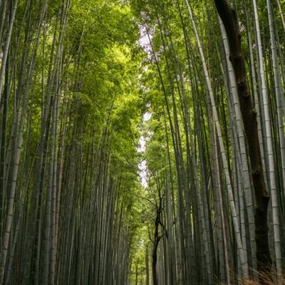 放学别跑taptap版下载